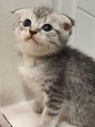 Pişiklər: Skottish Fold balaları - Cins: Scottish Fold (qatlanmış qulaqlı) - — 12