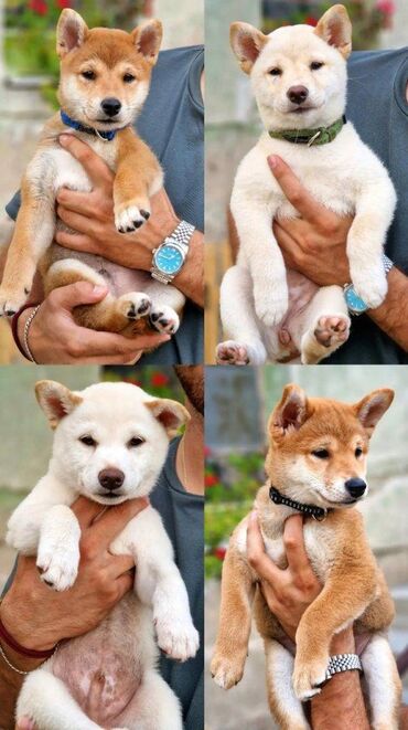 deda mraz: Na prodaju prelepi štenci rase Shiba Inu. Rođeni 17. maja. 2023. U