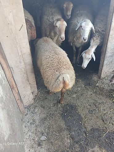 K/t heyvanları və malları: Qoyun – quyruqlu, yerli cins - Təyinat: ət və damazlıq üçün münasib - — 2