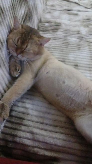 Pişiklər: Britan, Cütləşmə üçün — 3