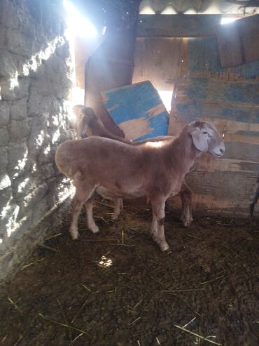 Баран, овца: Продаю | Баран (самец) | Для разведения | Осеменитель — 8