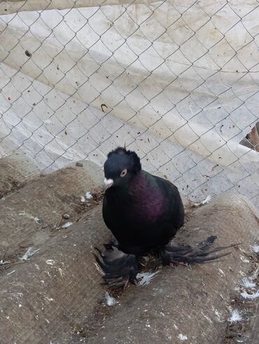 Göyərçinlər: Məhsul: Bəzək üçün fiqurlu göyərçinlər - Növ: Quyruğu geniş, yelpik — 11