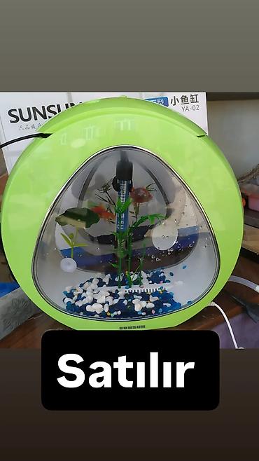 akvarium matoru: Yumru akvarium, Balıqlarla birlikdə, 6 l — 1