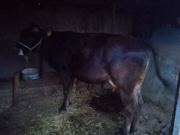 продаю корову с теленком: Продаю | Корова (самка) | Алатауская | Для молока | Стельные
