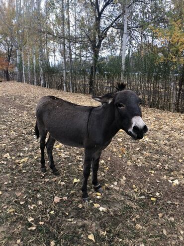 срочно продаю в связи с переездом: Осёл (домашний) - Окрас: тёмно-серый с белой мордой и светлой полосой