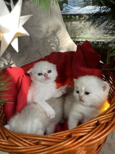 Pişiklər: Britan, Erkək, Dişi — 1