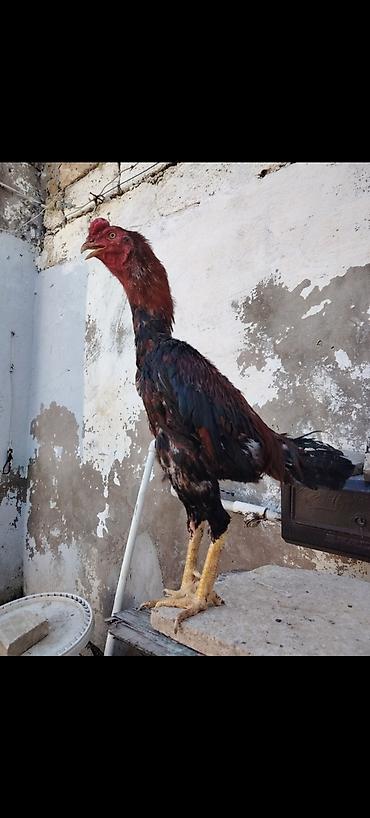balaca it sekilleri: Asil/Hint döyüş xoruzu tipli saqsağan-qırmızı rəng çalarını xatırladan — 1