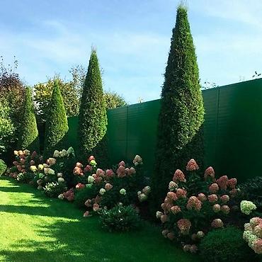 беседка сколько стоит: Туя западная (Thuja occidentalis) для живых изгородей и топиарной — 7