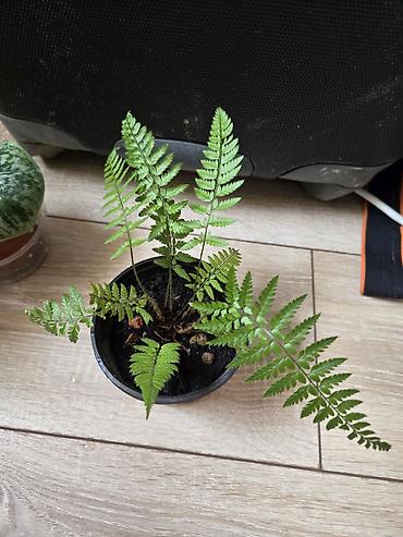 Филодендроны: Сциндапсусы,сансевиерии ва,алоказия,бегония макулата монстера — 12