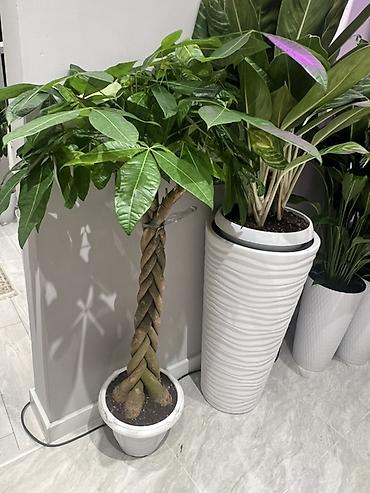 Аглаонемы: Корица дерево в идельном виде Комнатные растения в декоративных кашпо — 2