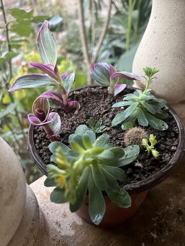 Otaq bitkiləri: Her biri ucuz kimete Gencededi catirma var size yaxin yere ancag — 45