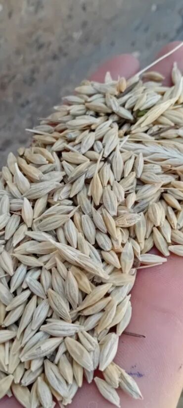 Молочные продукты и яйца: Arpa satılır. Neçə ton lazımdırsa var. Ünvan Neftçala. Əlaqə üçün