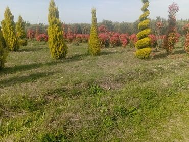 Ağaclar: Her növ ağaclar ve dekarativ ağaclar çox ucuz ve qarantili gubresiz — 29