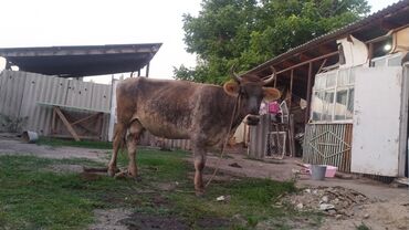 поилки для крс: Уй сатылат музоосу менен. + бооз. жоош мал. лубой киши саайберет