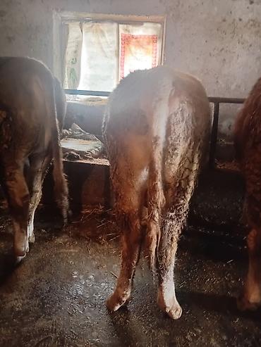 Коровы, быки: Продаю | Бык (самец) | На откорм — 14