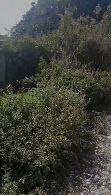 Çəngəllər: 8 sot, Kənd təsərrüfatı, Maklerlər narahat etməsin, Kupça (Çıxarış)