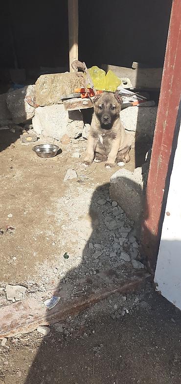 İtlər: Kanqal, 1 ay, Erkek — 2