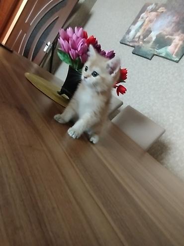 cins atlar: Qızılı rəngli bala pişik - Cins: ev pişiyi (qızılı/krem rəng çaları) — 5
