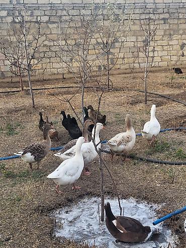 Qazlar: Qaz sürüsü satılır - Növ: Ağ və boz yerli qazlar (qarışıq rənglər) - — 2