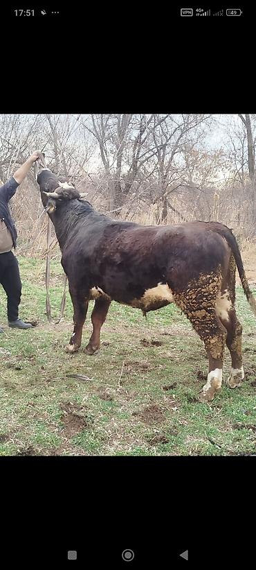 Коровы, быки: Продаю | Бык (самец) | Для разведения | Племенные — 5