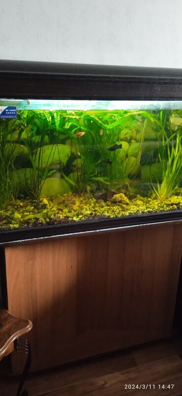 куплю аквариум с рыбками: Срочно 250 литров.Продается заводской аквариум на 250 . Размеры длина