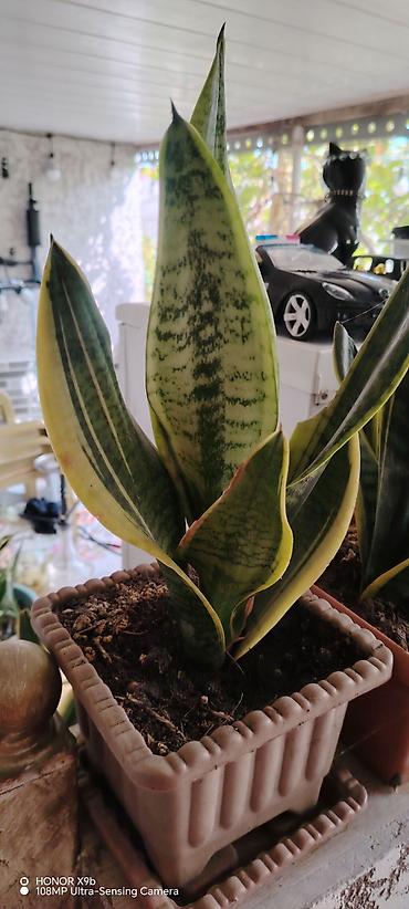 zolotoy us bitkisi: Sansevieria (Qayın dili) – qızılı kənarlı, zolaqlı yaşıl yarpaqlı — 4