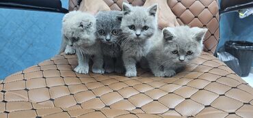 Pişiklər: Erkək, Yaxşı əllərə, Rayonlara çatdırılma — 4