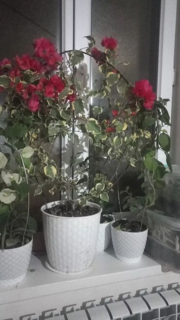 Китайская роза (Гибискус): Китайская роза (Гибискус) — 8