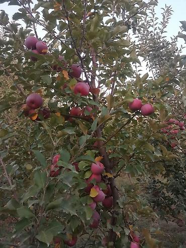 Продажа сельхоз предприятий: Продаю 6 ти летние яблоневые деревья (действующий яблоневый сад) — 5