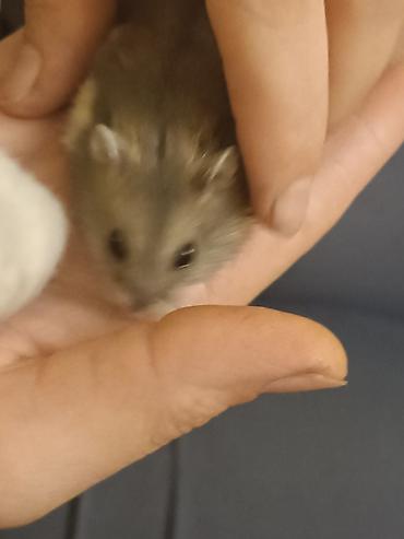 hamster qiymetleri: Hamsterlər – cırtdan növ (cütdən və ya ayrı-ayrılıqda) 30 ədətdi - — 4