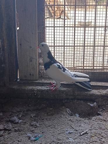 tutu quşu: Enli quyruq sevenler ucun tutulma boynugullu 15-16 quyruqdu. saglam — 4
