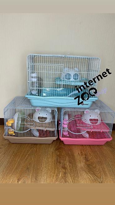 Хомяки: Продаются хомячки джунгарские, сирийские, ангорские пушистые хомячки — 20