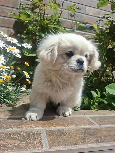 İtlər: Pekines, 3 ay, Erkek, Peyvəndli, Pulsuz çatdırılma — 2