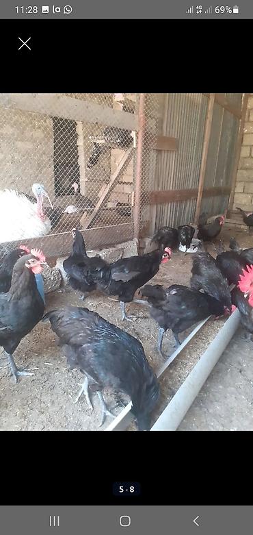 ucuz toyuq: Toyuq, Australorp, Damazlıq — 2