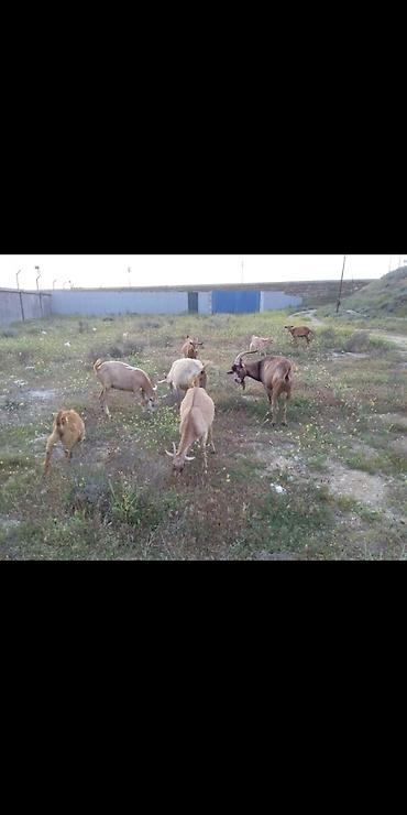 Mal-qara: Sani Alpin qarisiqi 6 keci Çəpiş Satılır Ana keçilər gün ərzində 4 — 1