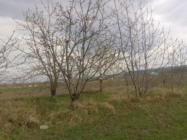 Kirayə torpaq sahələri: Kənd təsərrüfatı — 20