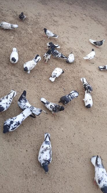 Göyərçinlər: Quşlar satılr @sarayli_qusbaz_agaselim — 5