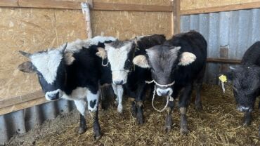 продаю связи с переездом: Сатам | Бука (эркек)