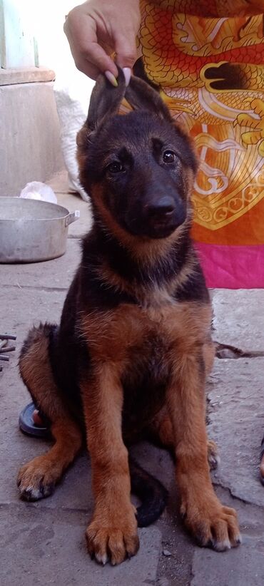 ратвейлер собака: Продаётся щенок немецкой овчарки, девочка 3 месяца привитая и