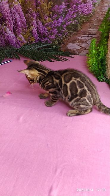 Продажа кошек: Красивейшие Бенгальские котята с огромными розетками. Проф питомник — 16