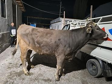 Коровы, быки: Продаю | Бык (самец) | На откорм | Привязанные — 10