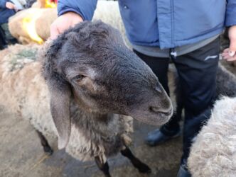 купить собаку немецкую овчарку: Продаю | Ягненок, Баран (самец) | На забой, Для разведения | Осеменитель