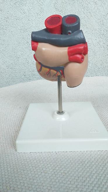 Ostali medicinski proizvodi: Model građe srca renomiranog nemačkog proizvođača Kao sa slika Ne — 6