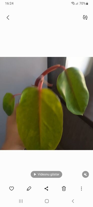 Digər: Filodendron painted ledi və ya meduza