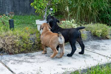 Psi: Sa ponosom predstavljamo vrhunske štence rase Južnoafrički mastif – — 13