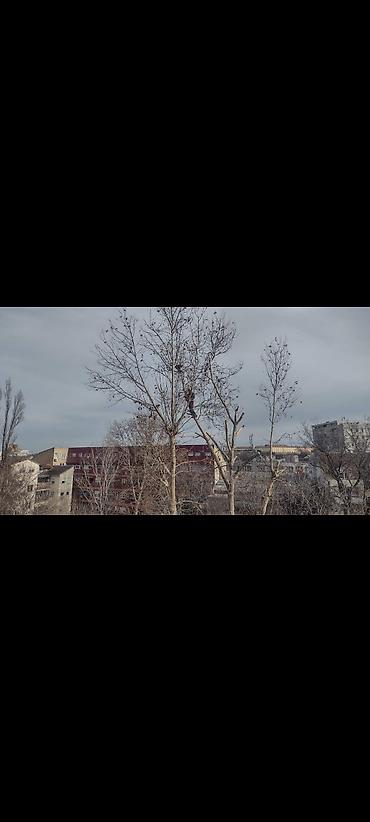 saracki alat: Na fotografijama je prikazano profesionalno obaranje i kresanje drveća — 5