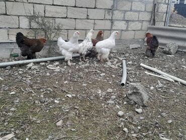 Xoruzlar: Bramalar satılır 3aylıqdılar.Bir ədəd qold xoruz-2qold fərə.bir ağ -da lalafo.az — 5 Xoruzlar: Bramalar satılır 3aylıqdılar.Bir ədəd qold xoruz-2qold fərə.bir ağ — 5