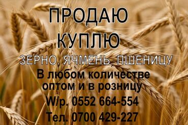 пшеница ячмень: Продажа и покупка зерна в любом количестве, оптом и в розницу, с