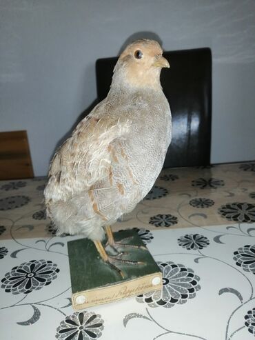 Ptice: Preparirana ptica — 13