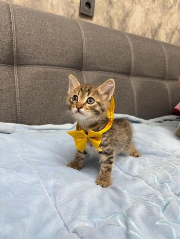 лоток для котят: Котенок тигриного окрасамилая девочка 1,5 месяца ласковая игрунья